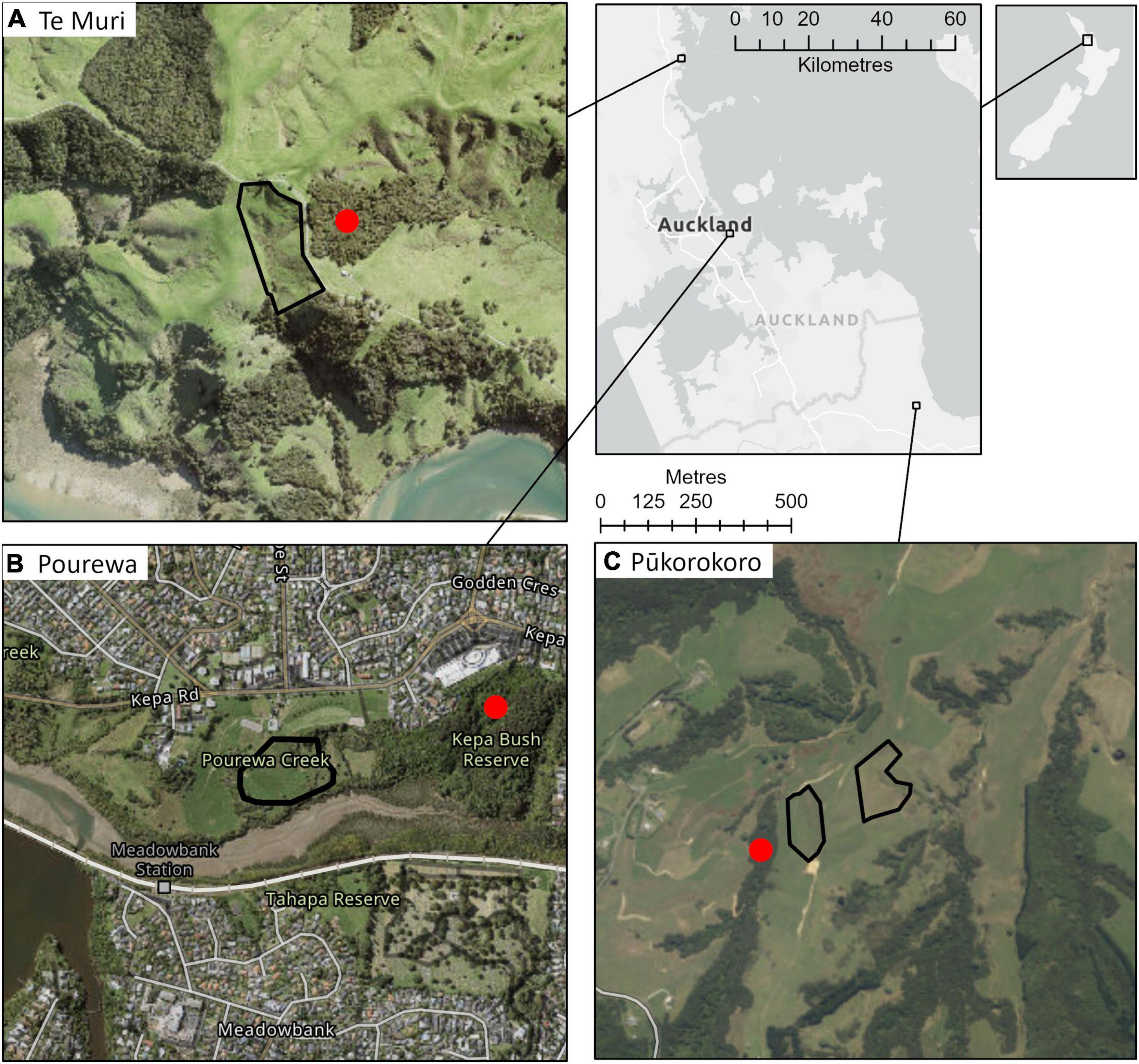Using long-term experimental restoration of agroecosystems in Aotearoa New Zealand to improve implementation of Nature-based Solutions for climate change mitigation